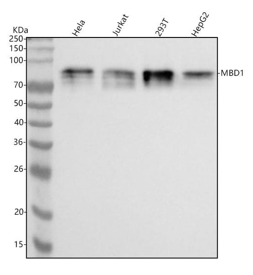 Anti-MBD1 Monoclonal Antibody Boster Bio
