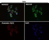 Anti-eIF3A Rabbit Monoclonal Antibody Boster Bio