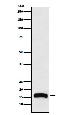 Anti-FLAP Rabbit Monoclonal Antibody Boster Bio