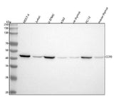 Anti-CCR9 Rabbit Monoclonal Antibody Boster Bio