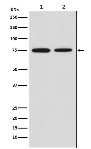 Anti-MSR1 Rabbit Monoclonal Antibody Boster Bio