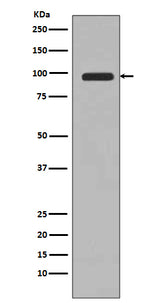 Anti-PI 3 Kinase Class 3 PIK3C3 Rabbit Monoclonal Antibody Boster Bio