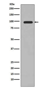 Anti-PI 3 Kinase Class 3 PIK3C3 Rabbit Monoclonal Antibody Boster Bio