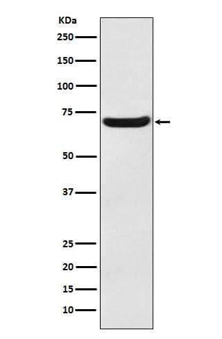 Anti-EAAT3 Monoclonal Antibody Boster Bio