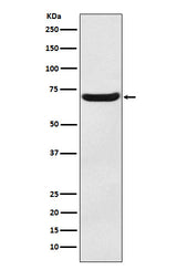 Anti-EAAT3 Monoclonal Antibody Boster Bio