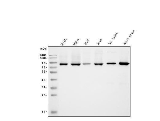 Anti-APPL/APPL1 Antibody Picoband® (monoclonal, 5G11 Boster Bio