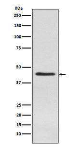 Anti-Inhibin alpha Rabbit Monoclonal Antibody Boster Bio
