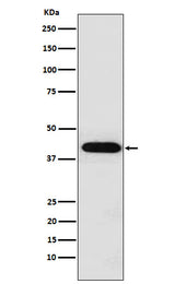 Anti-Inhibin alpha INHA Monoclonal Antibody Boster Bio