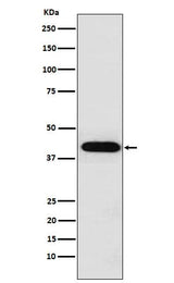 Anti-Inhibin alpha INHA Monoclonal Antibody Boster Bio