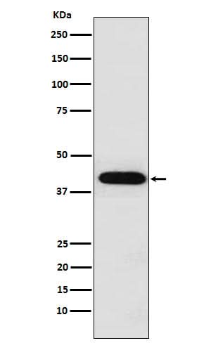 Anti-Inhibin alpha INHA Monoclonal Antibody Boster Bio