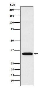 Anti-APRIL Rabbit Monoclonal Antibody Boster Bio