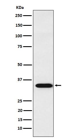 Anti-APRIL Rabbit Monoclonal Antibody Boster Bio