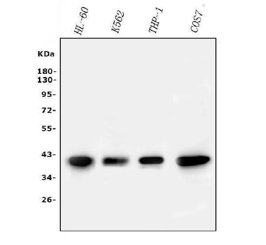Anti-PPID Antibody Picoband® (monoclonal, 5A6 Boster Bio