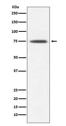 Anti-Hsp75 TRAP1 Rabbit Monoclonal Antibody Boster Bio