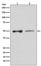 Anti-EBP50 SLC9A3R1 Rabbit Monoclonal Antibody Boster Bio
