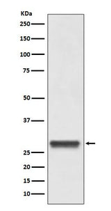 Anti-14-3-3 YWHAB Rabbit Monoclonal Antibody Boster Bio