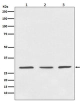 Anti-14-3-3 YWHAB Rabbit Monoclonal Antibody Boster Bio