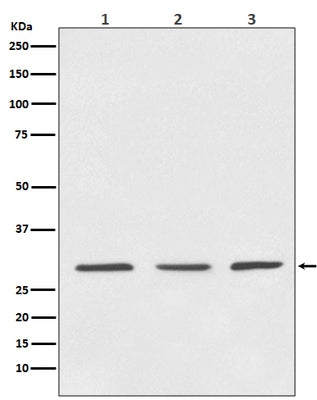 Anti-14-3-3 YWHAB Rabbit Monoclonal Antibody Boster Bio