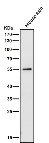 Anti-PRP19 PRPF19 Rabbit Monoclonal Antibody Boster Bio