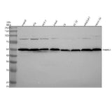 Anti-PABPN1 Rabbit Monoclonal Antibody Boster Bio