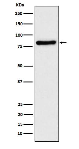 Anti-TLE1 Rabbit Monoclonal Antibody Boster Bio
