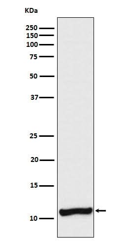 Anti-Cellubrevin Rabbit Monoclonal Antibody Boster Bio