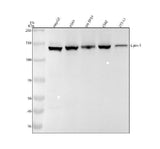 Anti-Lipin 1 Rabbit Monoclonal Antibody Boster Bio