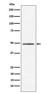 Anti-HEAB Rabbit Monoclonal Antibody Boster Bio