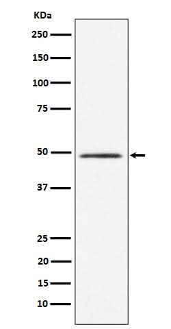 Anti-HEAB Rabbit Monoclonal Antibody Boster Bio