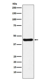 Anti-NUDEL Rabbit Monoclonal Antibody Boster Bio