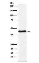 Anti-NUDEL Rabbit Monoclonal Antibody Boster Bio