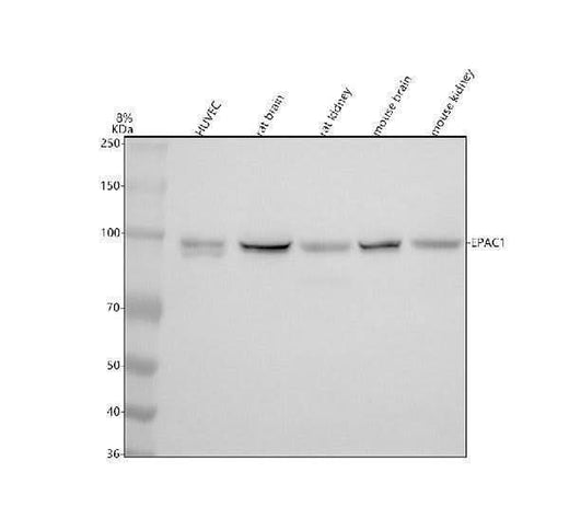 Anti-Epac1 Rabbit Monoclonal Antibody Boster Bio