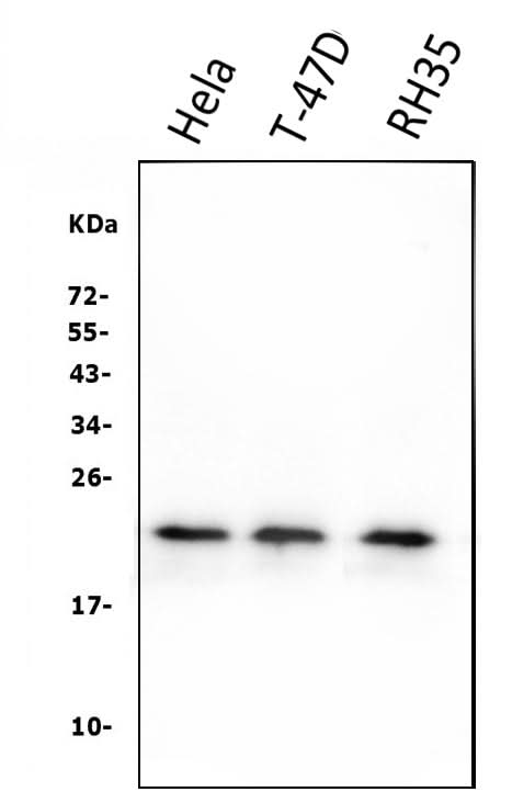 Anti-HSPB8/Hsp22 Antibody Picoband® (monoclonal, 7D8 Boster Bio