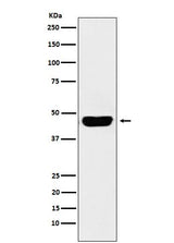 Anti-CD134 Monoclonal Antibody Boster Bio