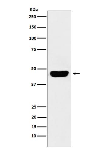Anti-CD134 Monoclonal Antibody Boster Bio