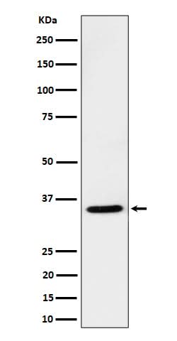 Anti-USF1 Rabbit Monoclonal Antibody Boster Bio