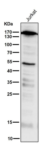 Anti-PELP1 Rabbit Monoclonal Antibody Boster Bio
