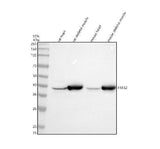 Anti-Fbx32 Rabbit Monoclonal Antibody Boster Bio