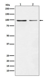 Anti-Dynamin 1 DNM1 Rabbit Monoclonal Antibody Boster Bio