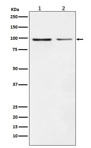 Anti-Dynamin 1 DNM1 Rabbit Monoclonal Antibody Boster Bio