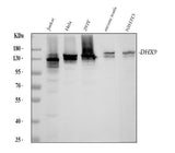 Anti-RNA Helicase A Rabbit Monoclonal Antibody Boster Bio