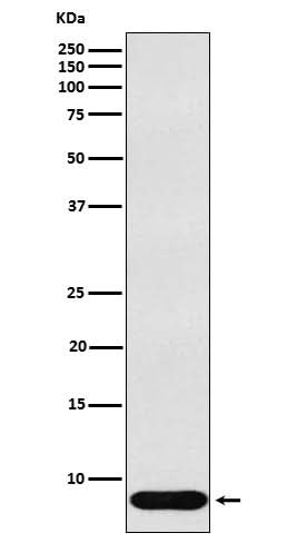 Anti-beta Defensin 1 Rabbit Monoclonal Antibody Boster Bio