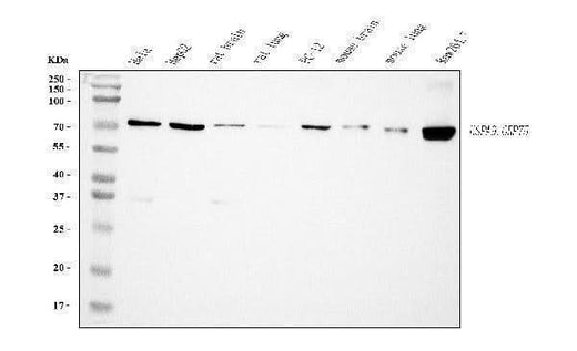 Anti-Grp75 Antibody Picoband® (monoclonal, 4I9 Boster Bio