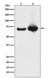 Anti-Grp75 Rabbit Monoclonal Antibody Boster Bio
