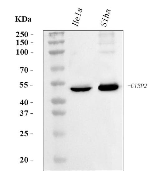 Anti-CTBP2 Antibody Picoband® (monoclonal, 10E9D2 Boster Bio