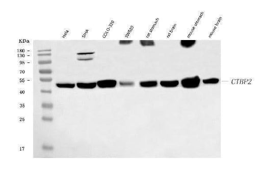 Anti-CTBP2 Antibody Picoband® (monoclonal, 7F3E1 Boster Bio