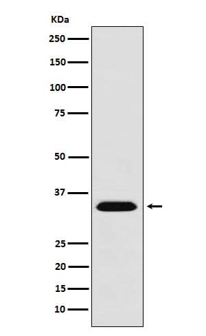 Anti-MBD3 Monoclonal Antibody Boster Bio