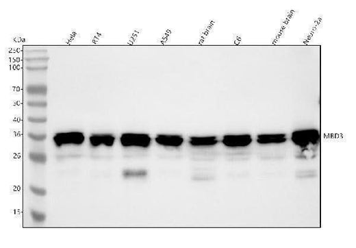 Anti-MBD3 Rabbit Monoclonal Antibody Boster Bio