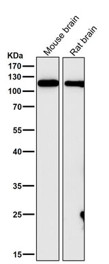 Anti-GEF H1 Rabbit Monoclonal Antibody Boster Bio