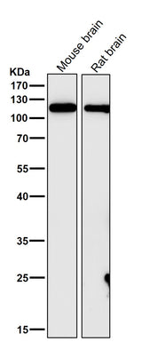 Anti-GEF H1 Rabbit Monoclonal Antibody Boster Bio